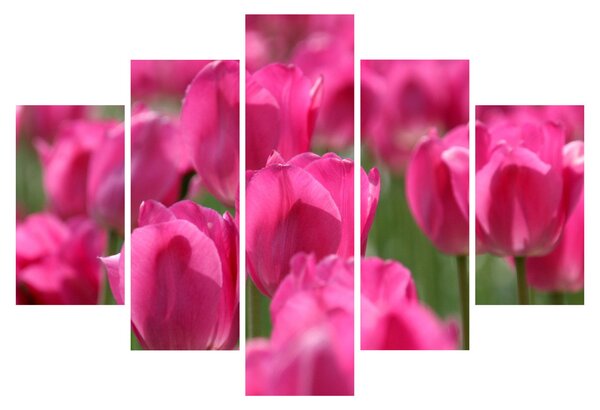 Kép - Rózsaszín tulipánok (150x105 cm)