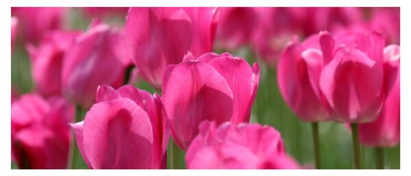 Kép - Rózsaszín tulipánok (120x50 cm)
