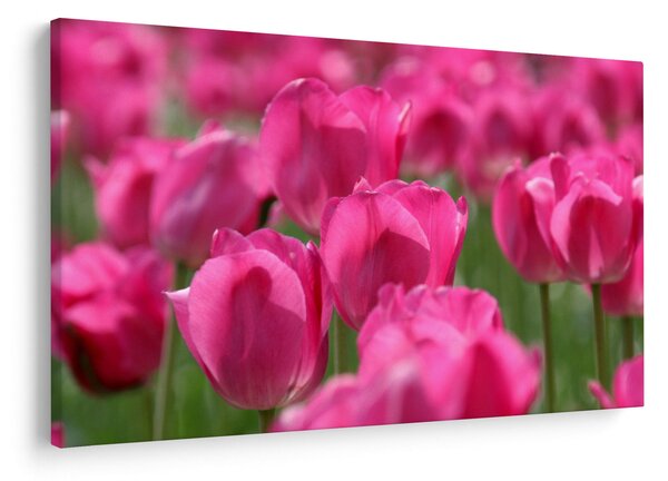 Kép - Rózsaszín tulipánok (90x60 cm)
