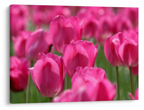 Kép - Rózsaszín tulipánok (70x50 cm)