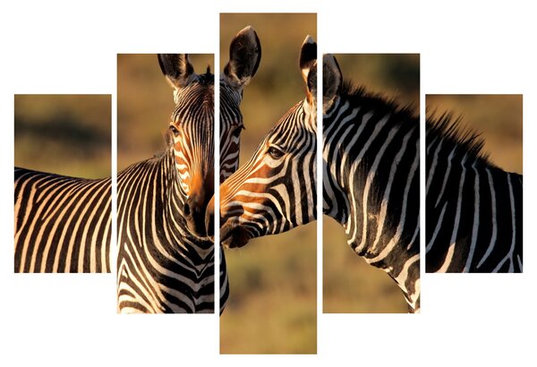 Kép - Két zebra (150x105 cm)