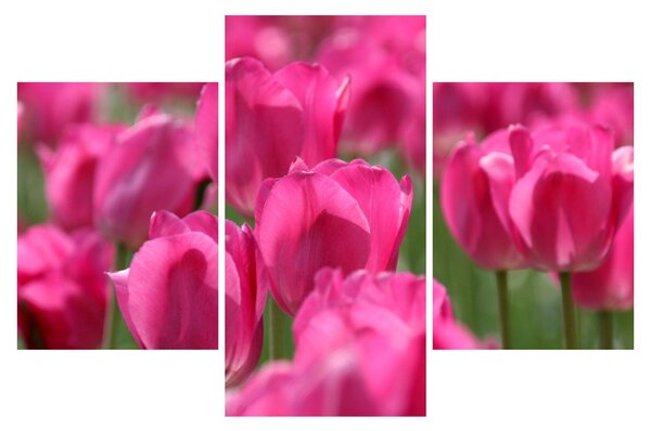 Kép - Rózsaszín tulipánok (90x60 cm)