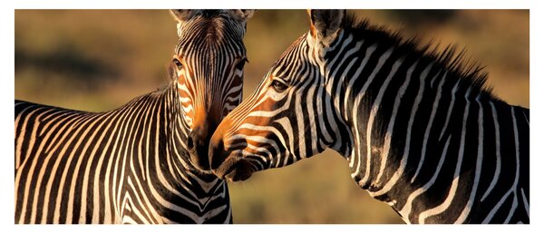 Kép - Két zebra (120x50 cm)
