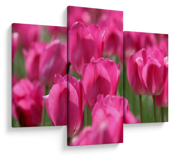 Kép - Rózsaszín tulipánok (90x60 cm)