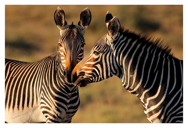 Kép - Két zebra (90x60 cm)