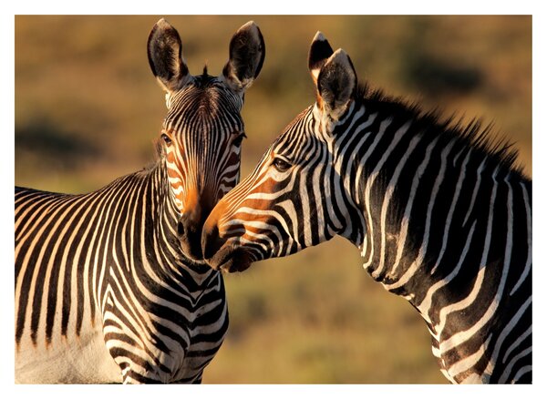 Kép - Két zebra (70x50 cm)