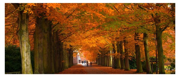 Kép - A Avenue of fák ősszel (120x50 cm)