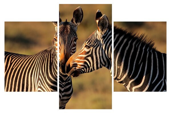 Kép - Két zebra (90x60 cm)