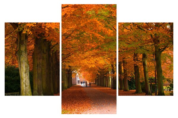 Kép - A Avenue of fák ősszel (90x60 cm)