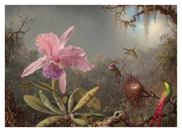 Kép - Martin Johnson Heade, Cattleya Orchid and Three Hummingbirds, reprodukciók (70x50 cm)