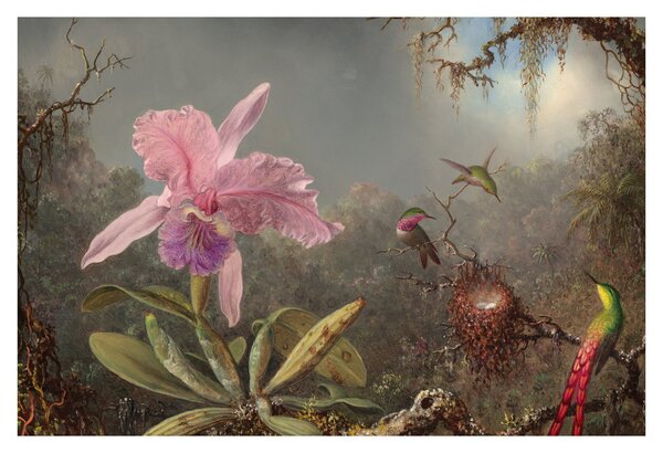 Kép - Martin Johnson Heade, Cattleya Orchid and Three Hummingbirds, reprodukciók (90x60 cm)