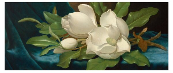 Kép - Martin Johnson Heade, Giant Magnolias on a Blue Velvet Cloth, reprodukciók (120x50 cm)