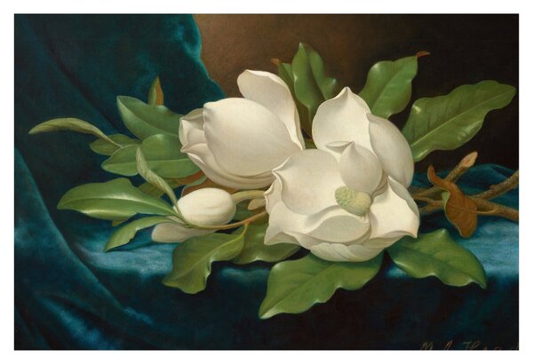 Kép - Martin Johnson Heade, Giant Magnolias on a Blue Velvet Cloth, reprodukciók (90x60 cm)