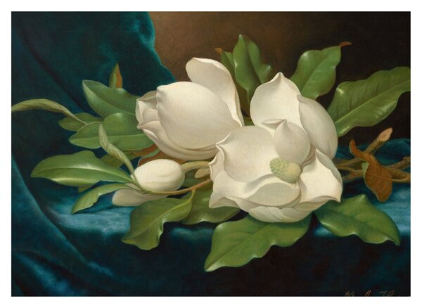 Kép - Martin Johnson Heade, Giant Magnolias on a Blue Velvet Cloth, reprodukciók (70x50 cm)