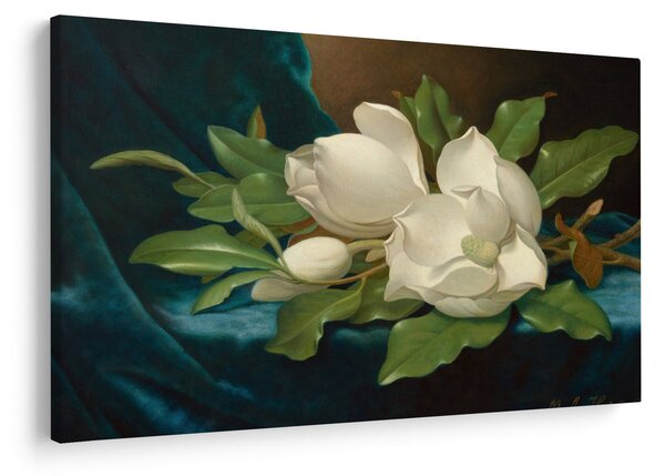 Kép - Martin Johnson Heade, Giant Magnolias on a Blue Velvet Cloth, reprodukciók (90x60 cm)