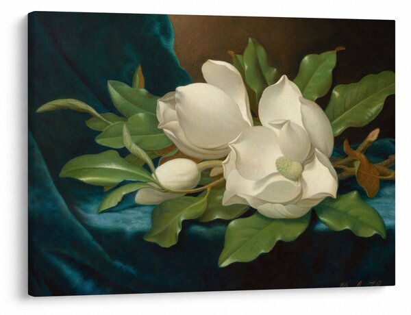Kép - Martin Johnson Heade, Giant Magnolias on a Blue Velvet Cloth, reprodukciók (70x50 cm)