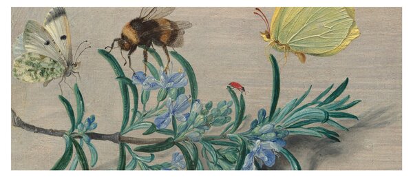 Kép - Jan van Kessel the Elder, Insects and a Sprig of Rosemary, reprodukciók (120x50 cm)