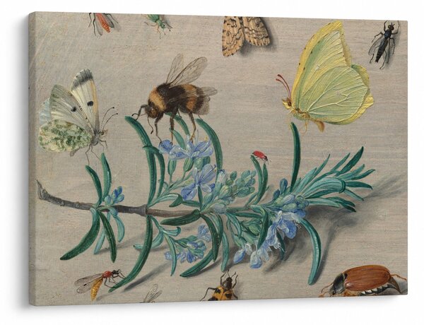 Kép - Jan van Kessel the Elder, Insects and a Sprig of Rosemary, reprodukciók (70x50 cm)