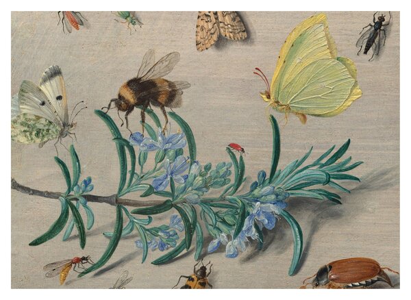 Kép - Jan van Kessel the Elder, Insects and a Sprig of Rosemary, reprodukciók (70x50 cm)