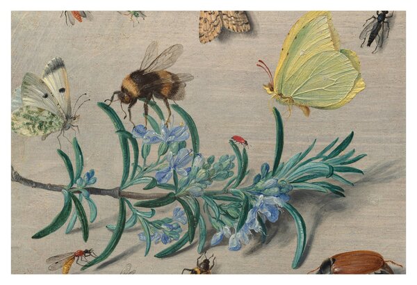 Kép - Jan van Kessel the Elder, Insects and a Sprig of Rosemary, reprodukciók (90x60 cm)