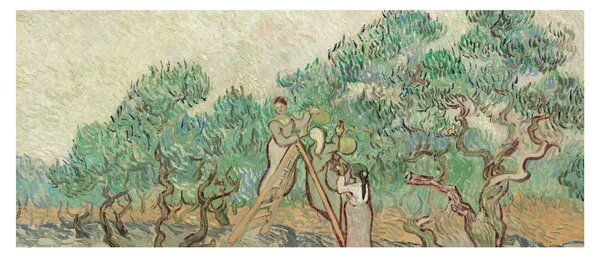 Kép - Vincent van Gogh, The Olive Orchard, reprodukciók (120x50 cm)