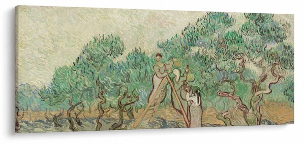Kép - Vincent van Gogh, The Olive Orchard, reprodukciók (120x50 cm)