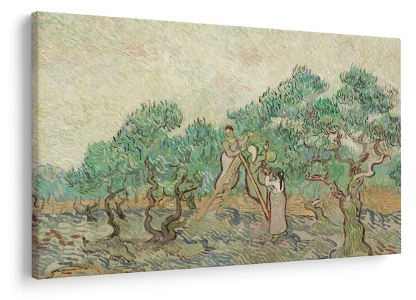 Kép - Vincent van Gogh, The Olive Orchard, reprodukciók (90x60 cm)