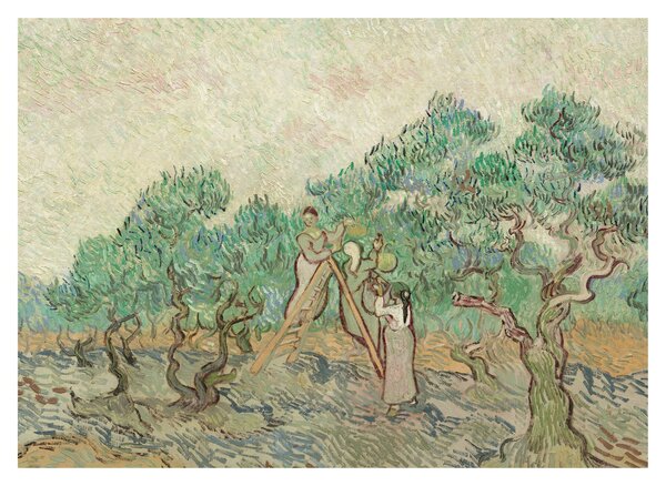 Kép - Vincent van Gogh, The Olive Orchard, reprodukciók (70x50 cm)