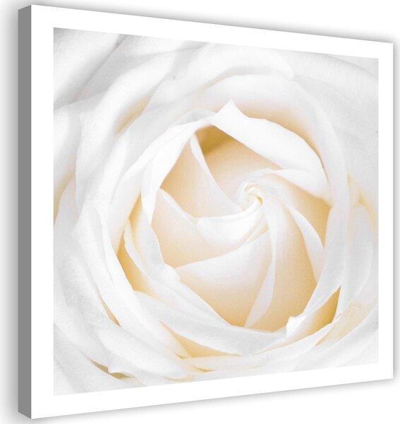 Gario Vászonkép Finom rózsa Méret: 30 x 30 cm