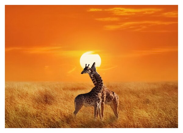 Üveg kép - Zsiráfok a Serengeti Nemzeti Parkban (70x50 cm)