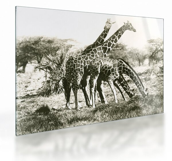 Üveg kép - Zsiráfok, vintage (70x50 cm)
