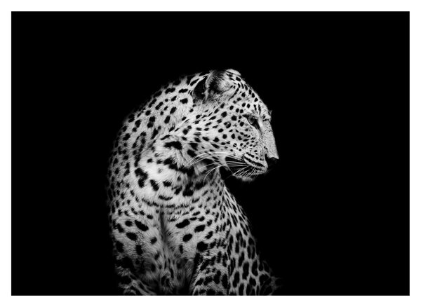 Üveg kép - Leopárd (70x50 cm)