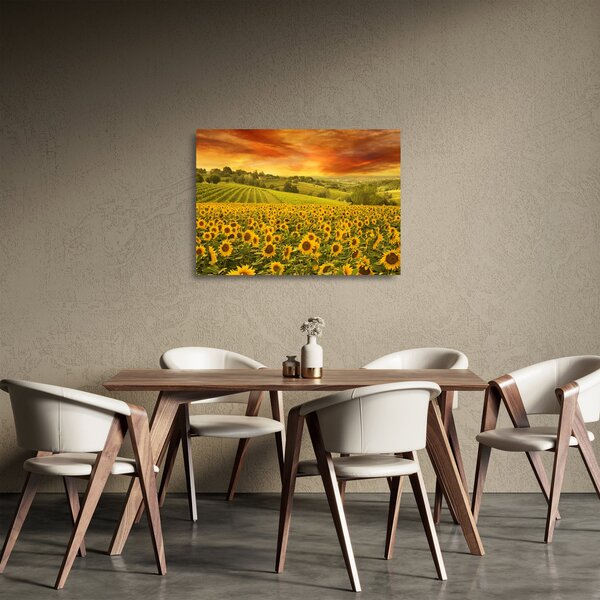Üveg kép - Napraforgó mező (70x50 cm)