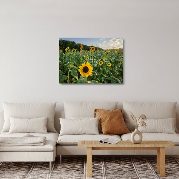 Üveg kép - Napraforgómező II. (70x50 cm)
