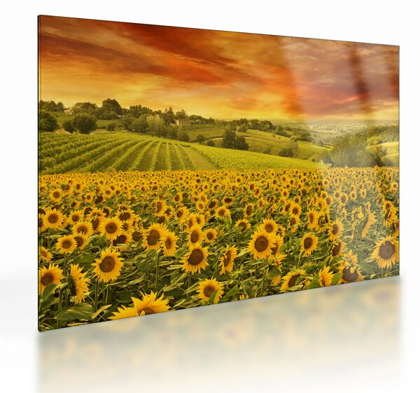 Üveg kép - Napraforgó mező (70x50 cm)