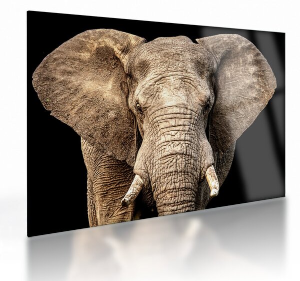 Üveg kép - Afrikai elefánt (70x50 cm)