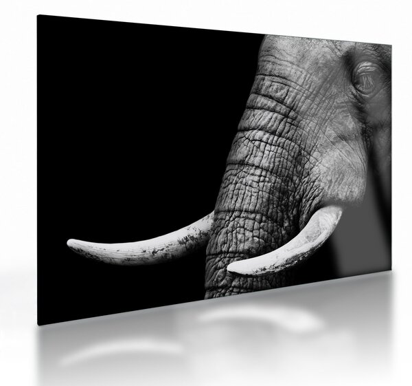 Üveg kép - Elefánt agyar (70x50 cm)