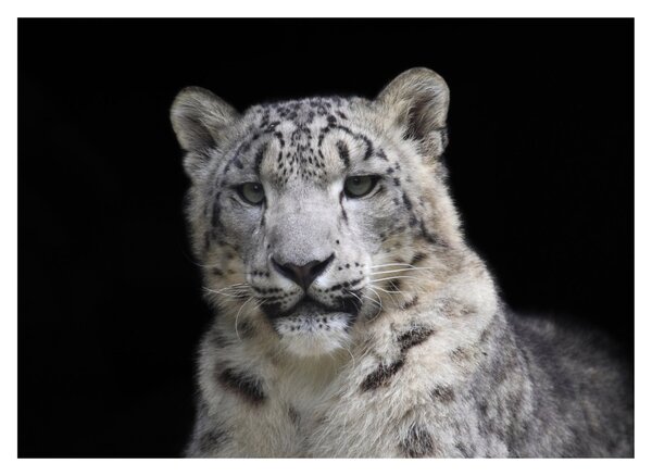 Üveg kép - Snow Leopard (70x50 cm)