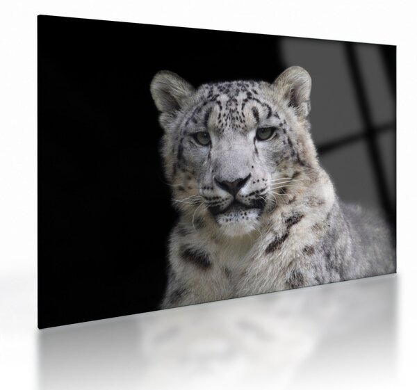 Üveg kép - Snow Leopard (70x50 cm)