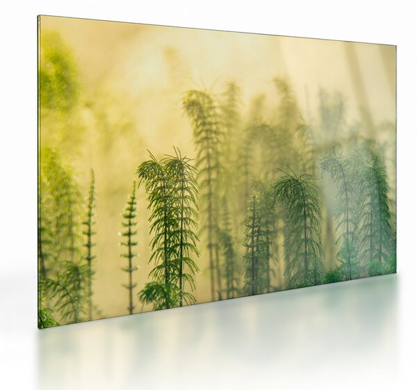 Üveg kép - Részlet a tavaszi ködös természetből (70x50 cm)