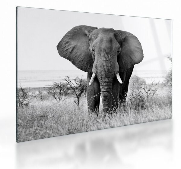 Üveg kép - Afrikai elefánt II. (70x50 cm)