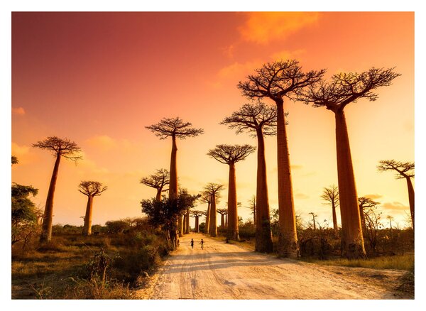 Üveg kép - Naplemente a Baobab Alley-ben (70x50 cm)