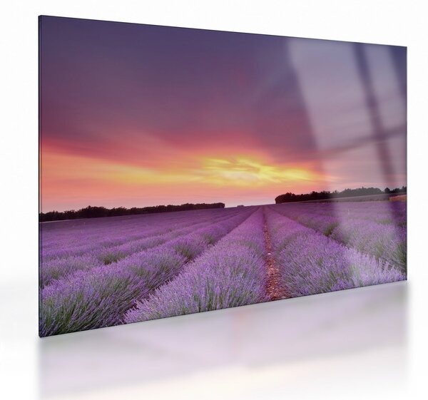 Üveg kép - Levendula mező (70x50 cm)