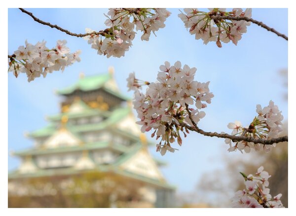 Üveg kép - Sakura (70x50 cm)