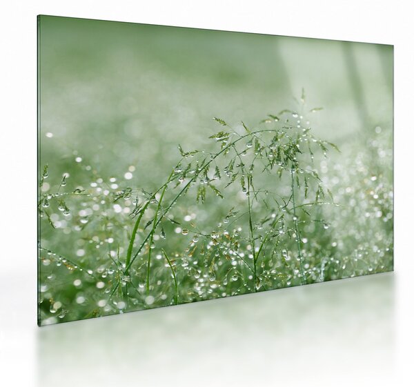 Üveg kép - Reggeli harmat a fűszálakon (70x50 cm)