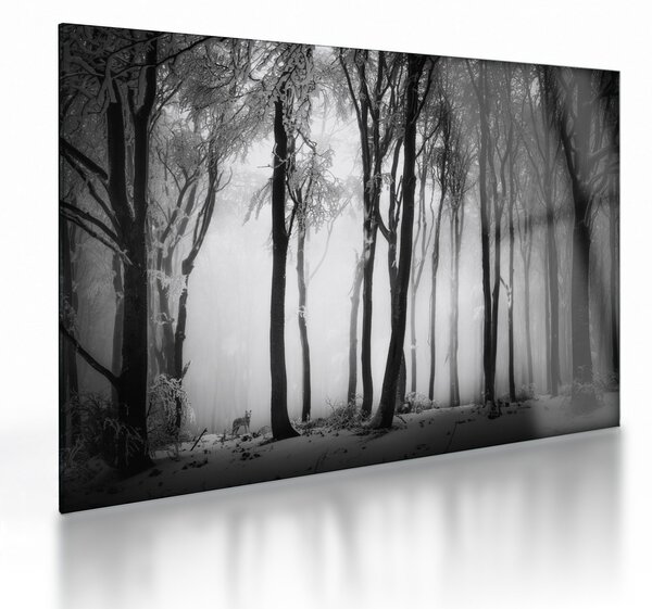 Üveg kép - Farkas a sötét erdőben (70x50 cm)