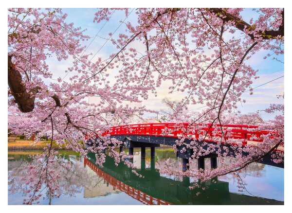 Üveg kép - Hirosaki, Japán (70x50 cm)