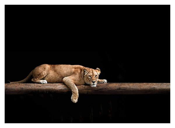 Üveg kép - Lioness (70x50 cm)