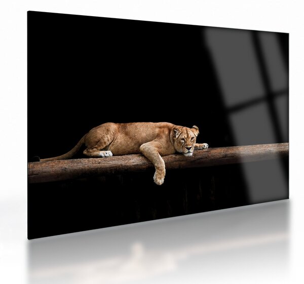 Üveg kép - Lioness (70x50 cm)