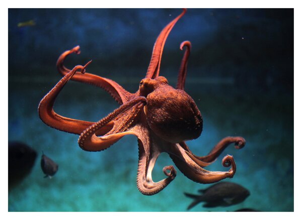 Üveg kép - Octopus (70x50 cm)